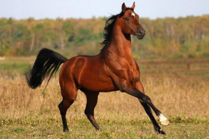 Арабський кінь Арабський кінь